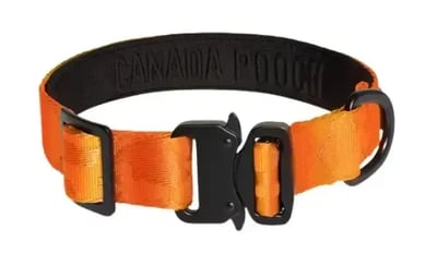 Best Dog Collars Guide 2025: How to Choose the Right Dog Collar